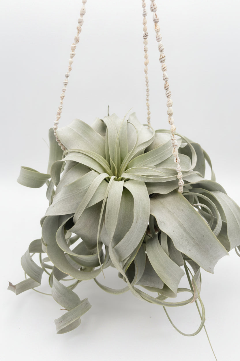 Tillandsia Xerographica - Medium
