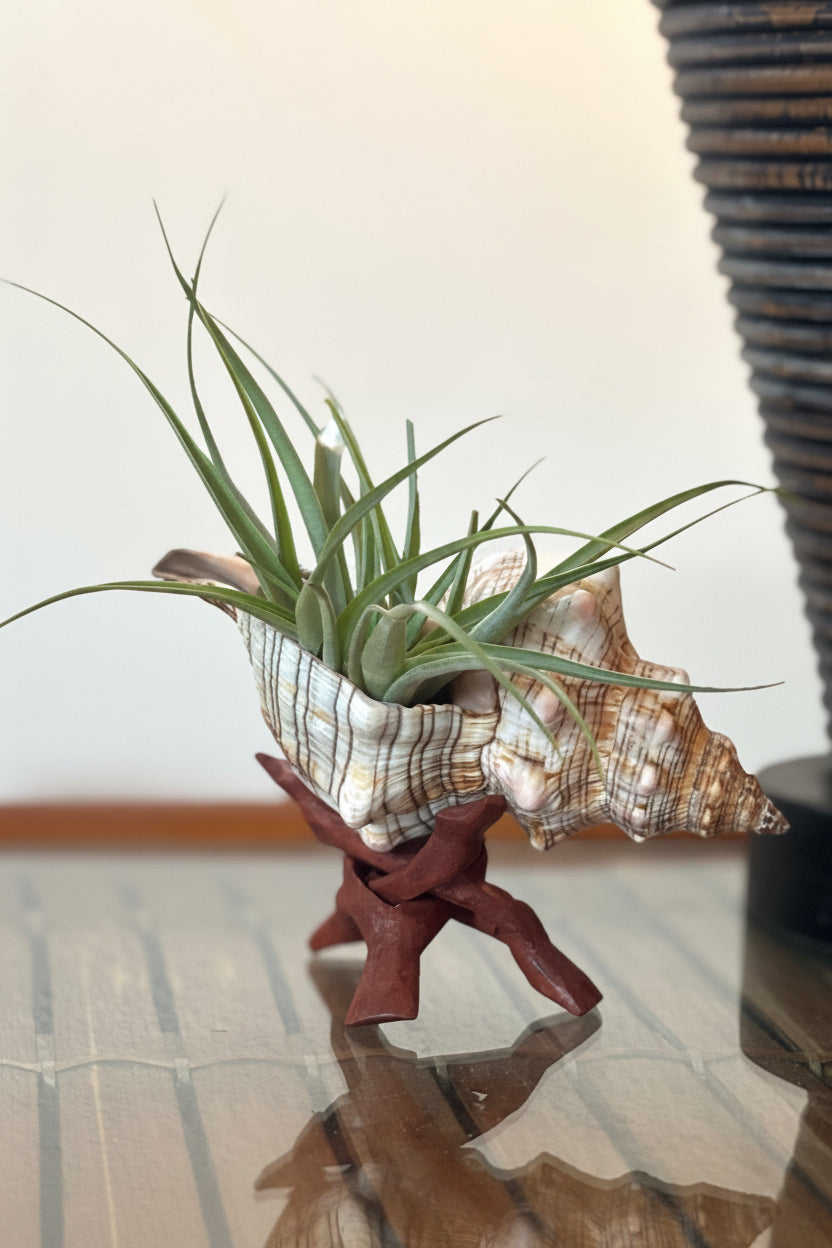 Tillandsia Brachycaulos - Large