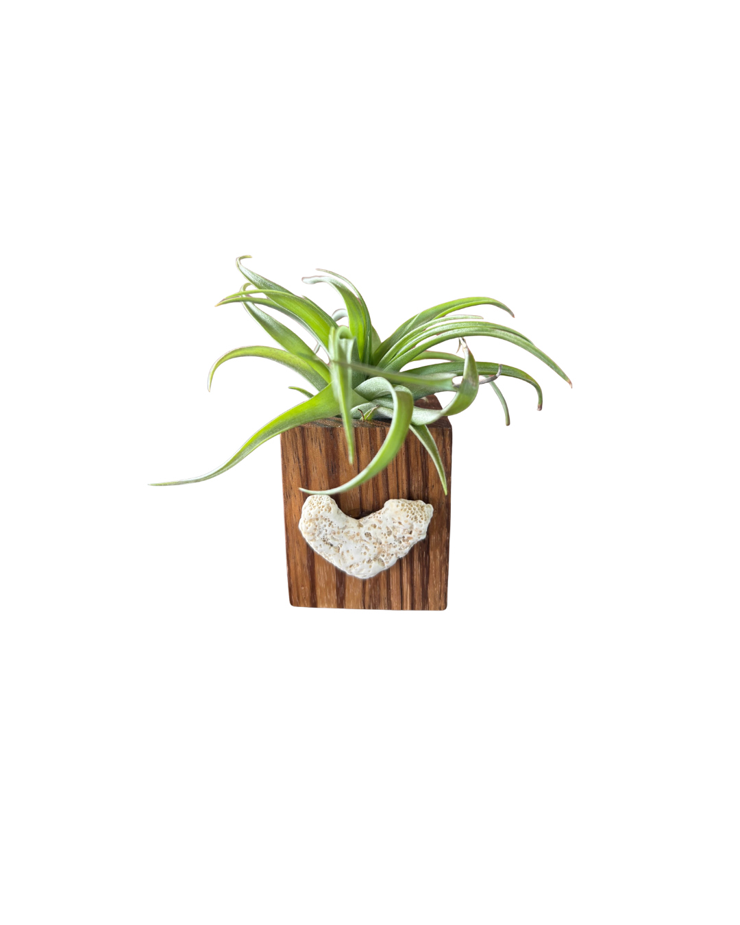Zebra Wood + Shell Tilly Holder (Large)