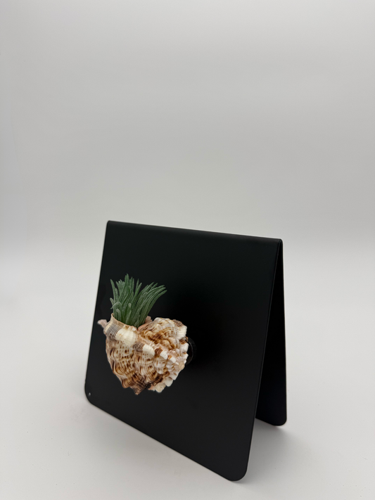 Shell Magnet