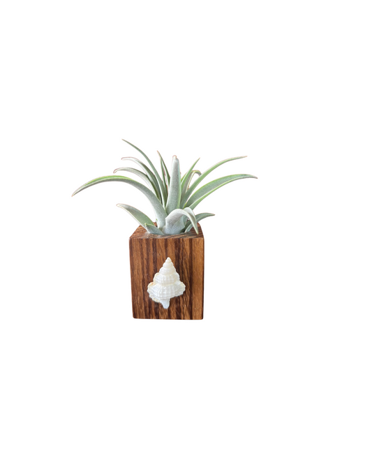 Zebra Wood + Shell Tilly Holder (Large)