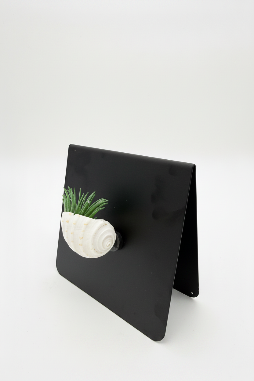 Shell Magnet