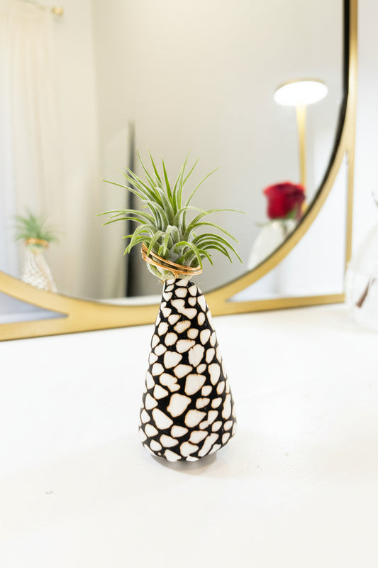 Cone Shell Holder - Small