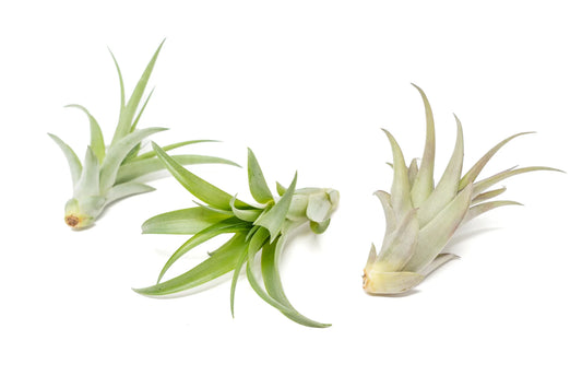 Tillandsia Brachycaulos - Small