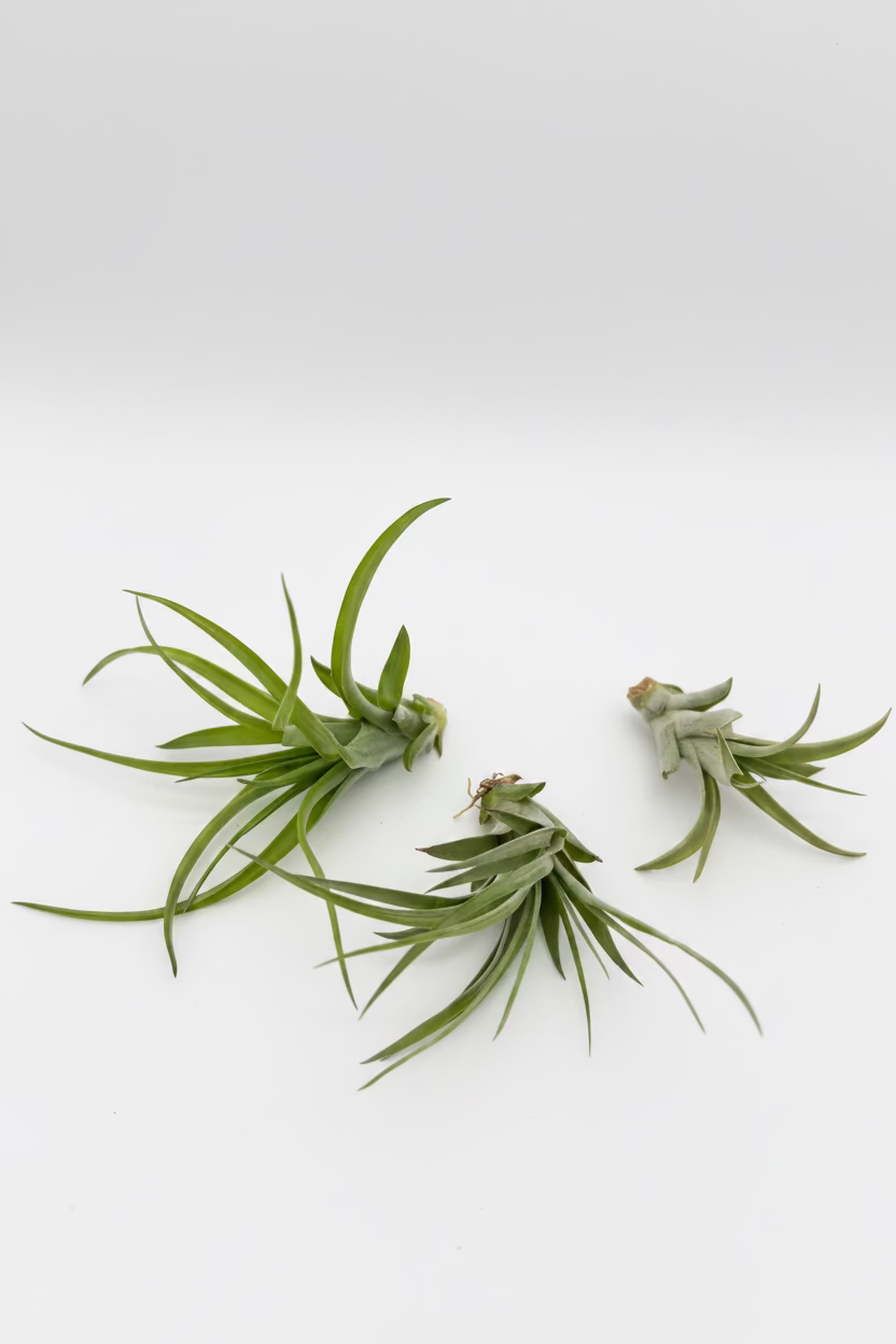 Tillandsia Brachycaulos - Small