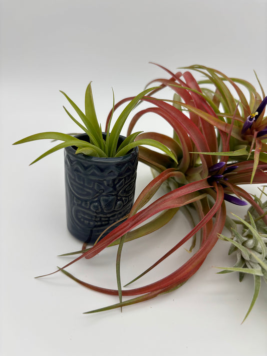 Tiki Tillandsia Holder