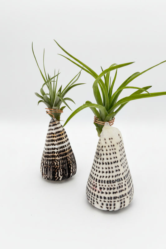 Tillandsia Brachycaulos - Medium