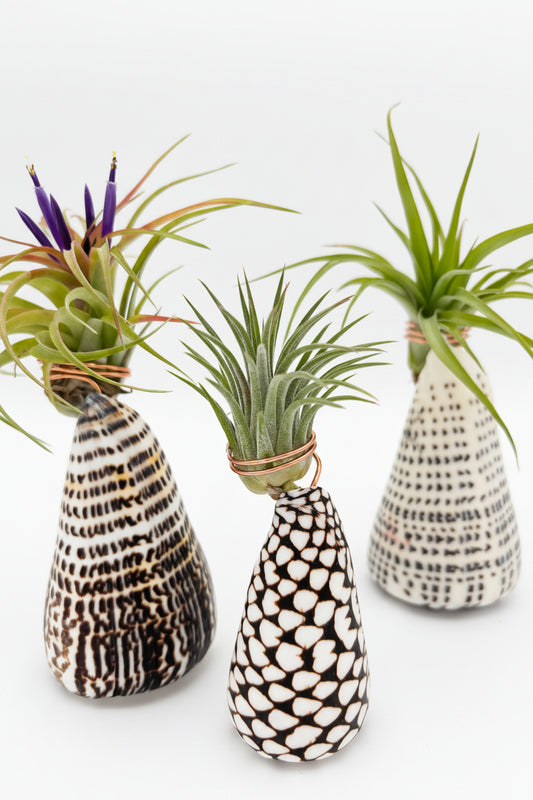 Tillandsia Ionantha - Medium