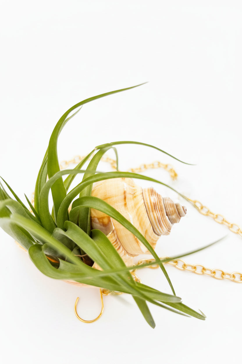 Suncatcher: Shell + Crystal ~ 18"-20"