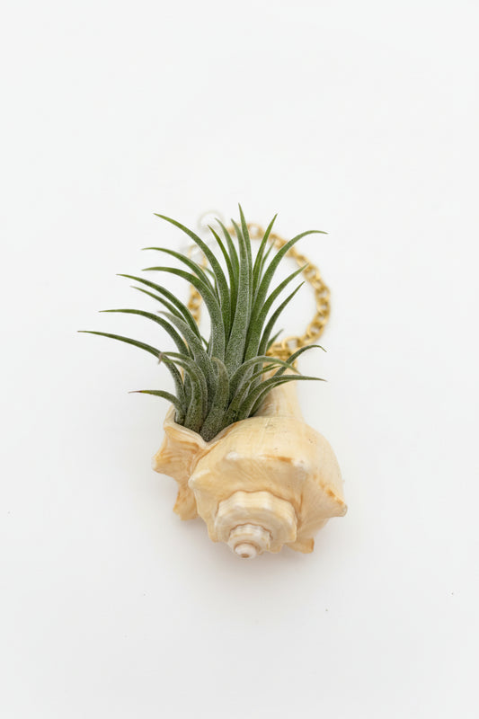 Suncatcher: Shell + Crystal ~ 12"-14"