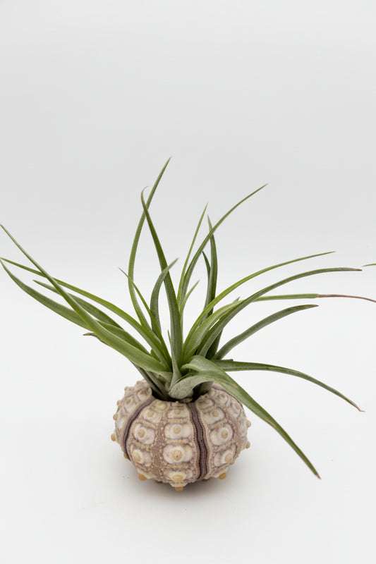 Tillandsia Brachycaulos - Large