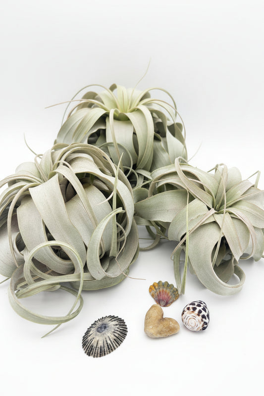 Tillandsia Xerographica - Large
