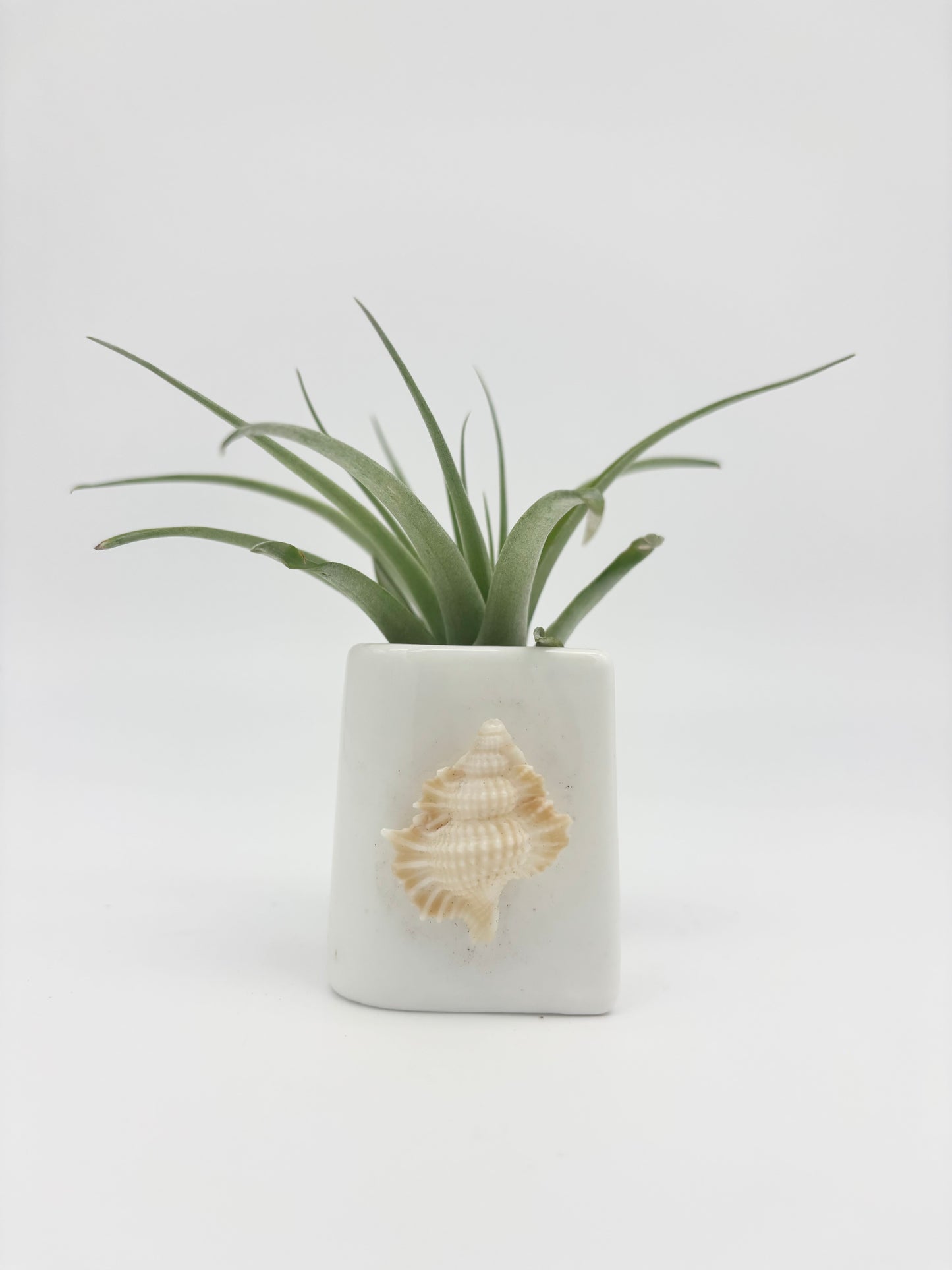 Salt + Pepper Set ~ Shell Tilly Holder
