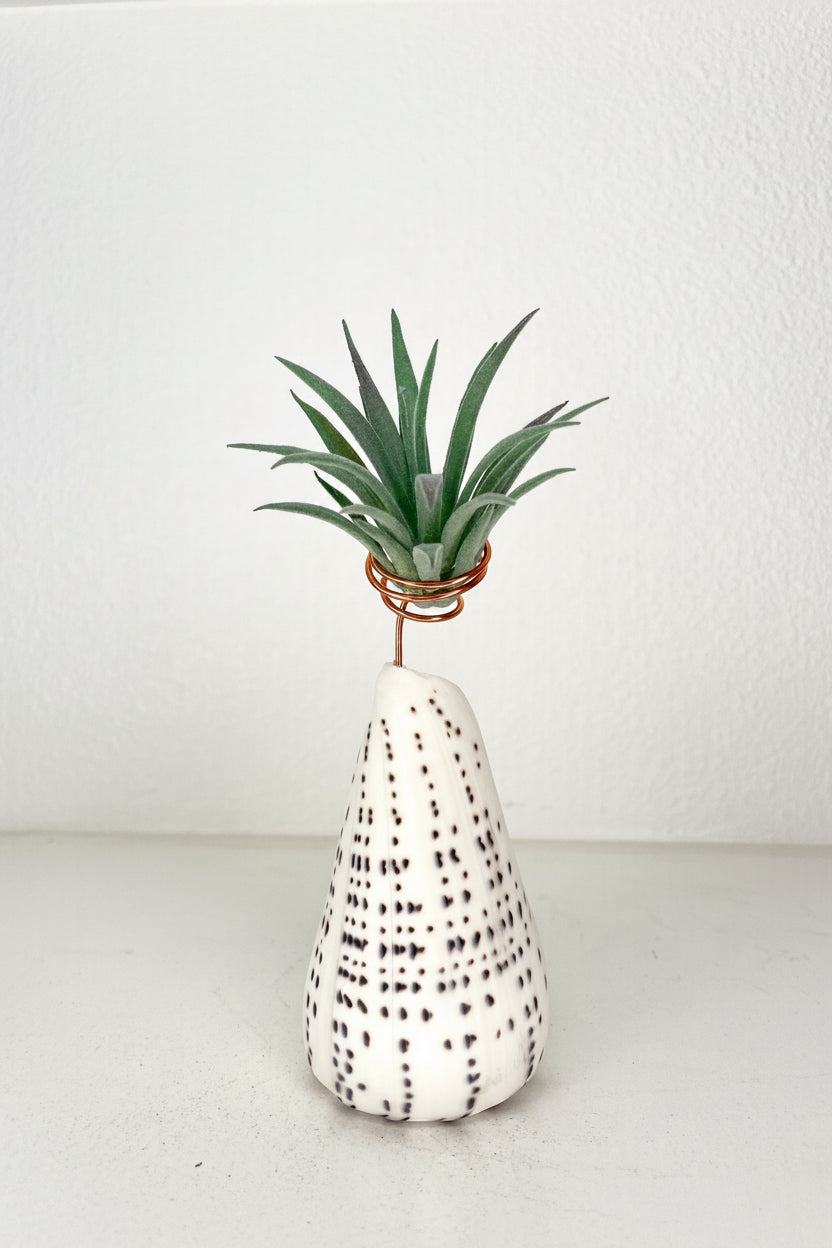 Cone Shell Holder - Small