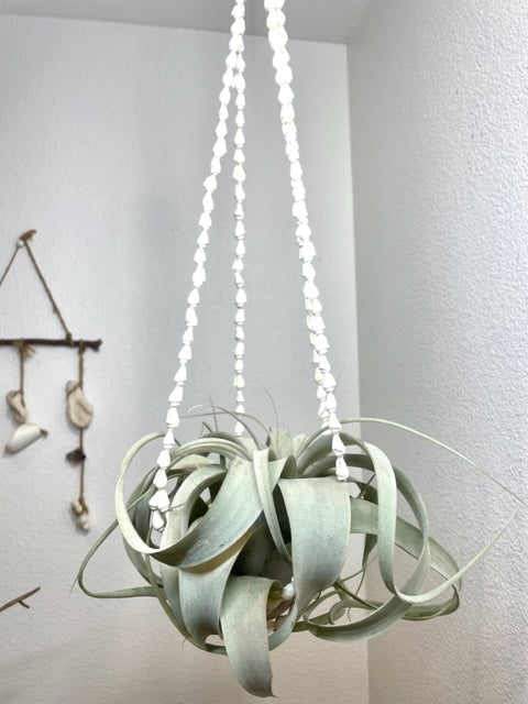 Xerographica w/ Shell Hanger