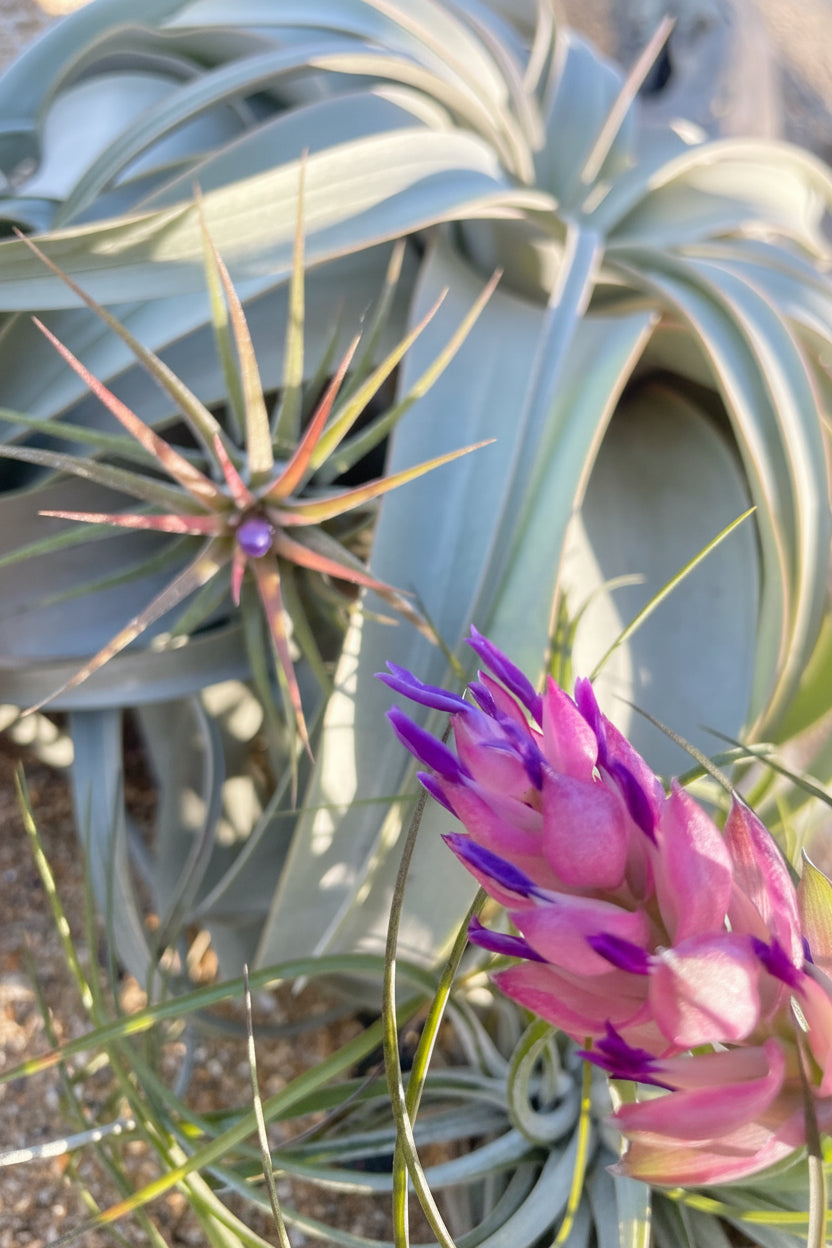 Tillandsia Stricta - Large