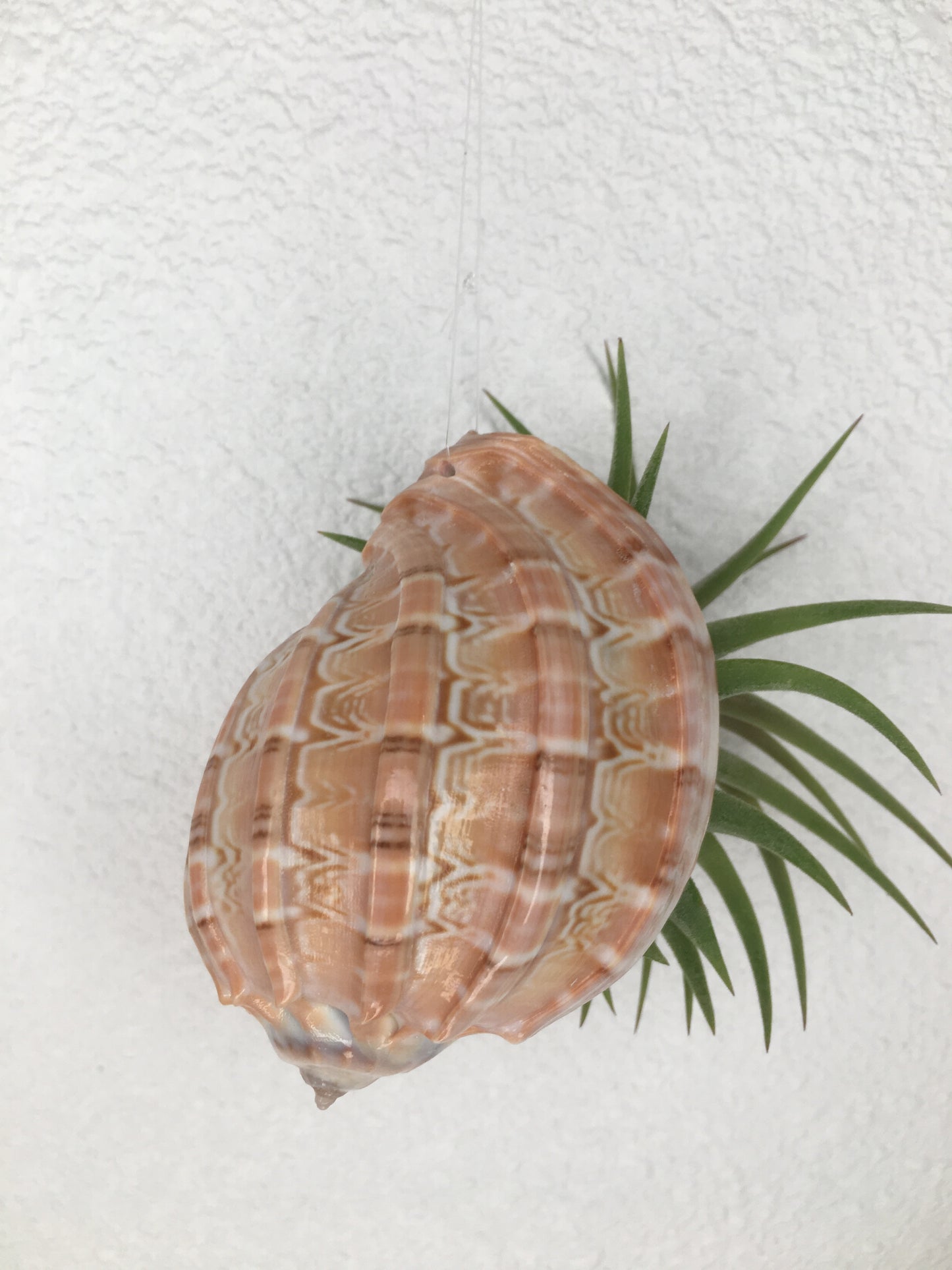 Shell Ornament