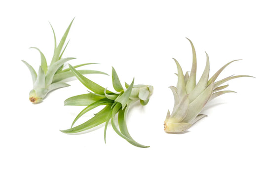 What Are Air Plants? A Beginner’s Guide to Tillandsia Care & Hawaiian-Inspired Styling