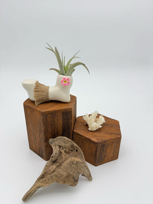 How to Care for Air Plants in Tropical & Coastal Homes