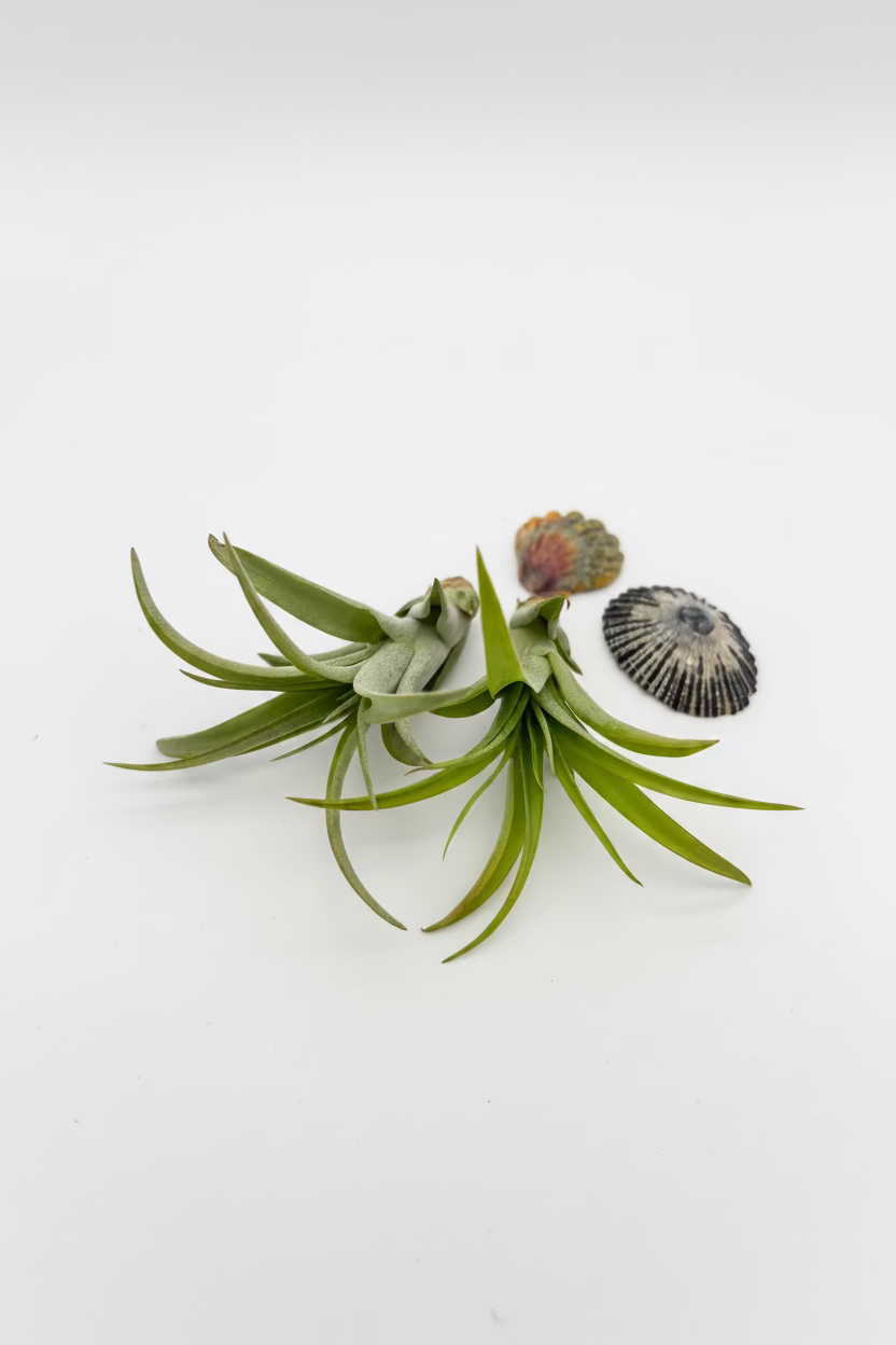 Tillandsia Brachycaulos - Small