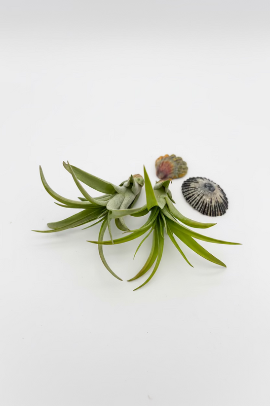 Tillandsia Brachycaulos - Small