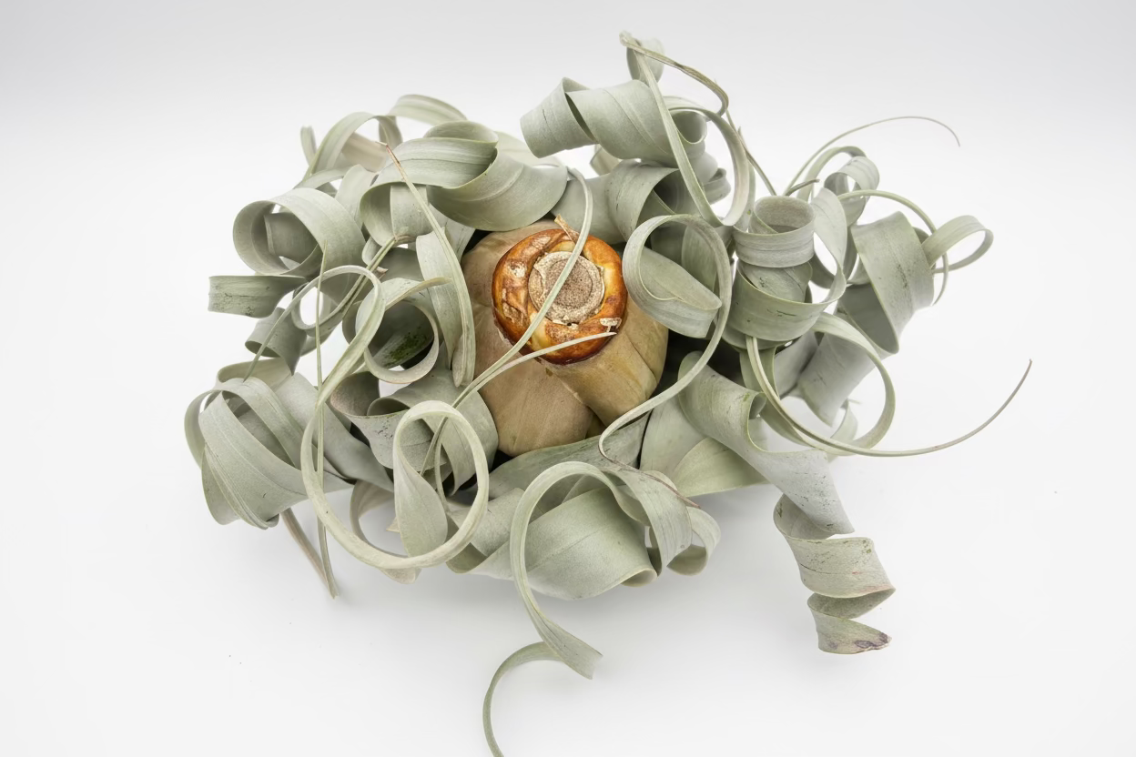 Tillandsia Xerographica - Large