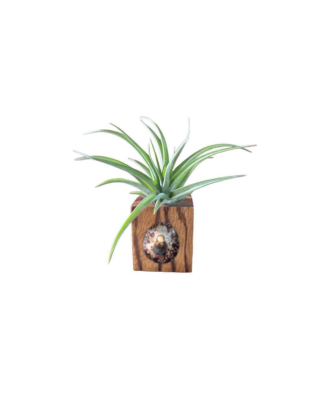 Zebra Wood + Shell Tilly Holder (Large)