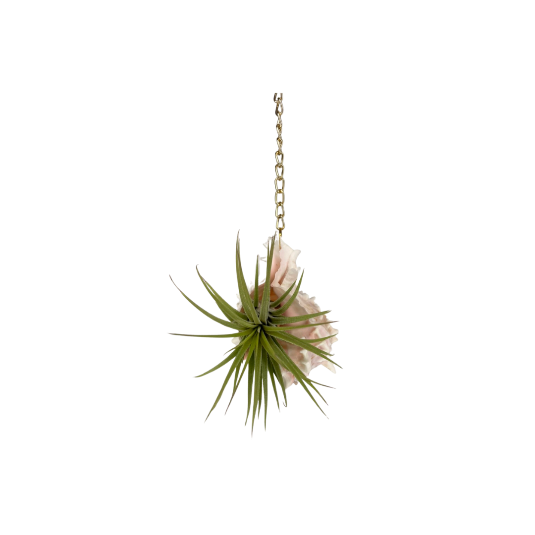 Gold Chain + Shell Ornament