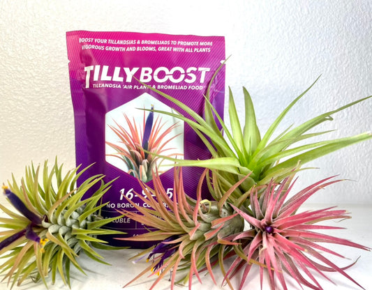 Fertilizer - Tilly Boost