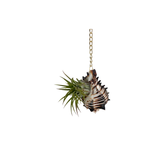 Gold Chain + Shell Ornament