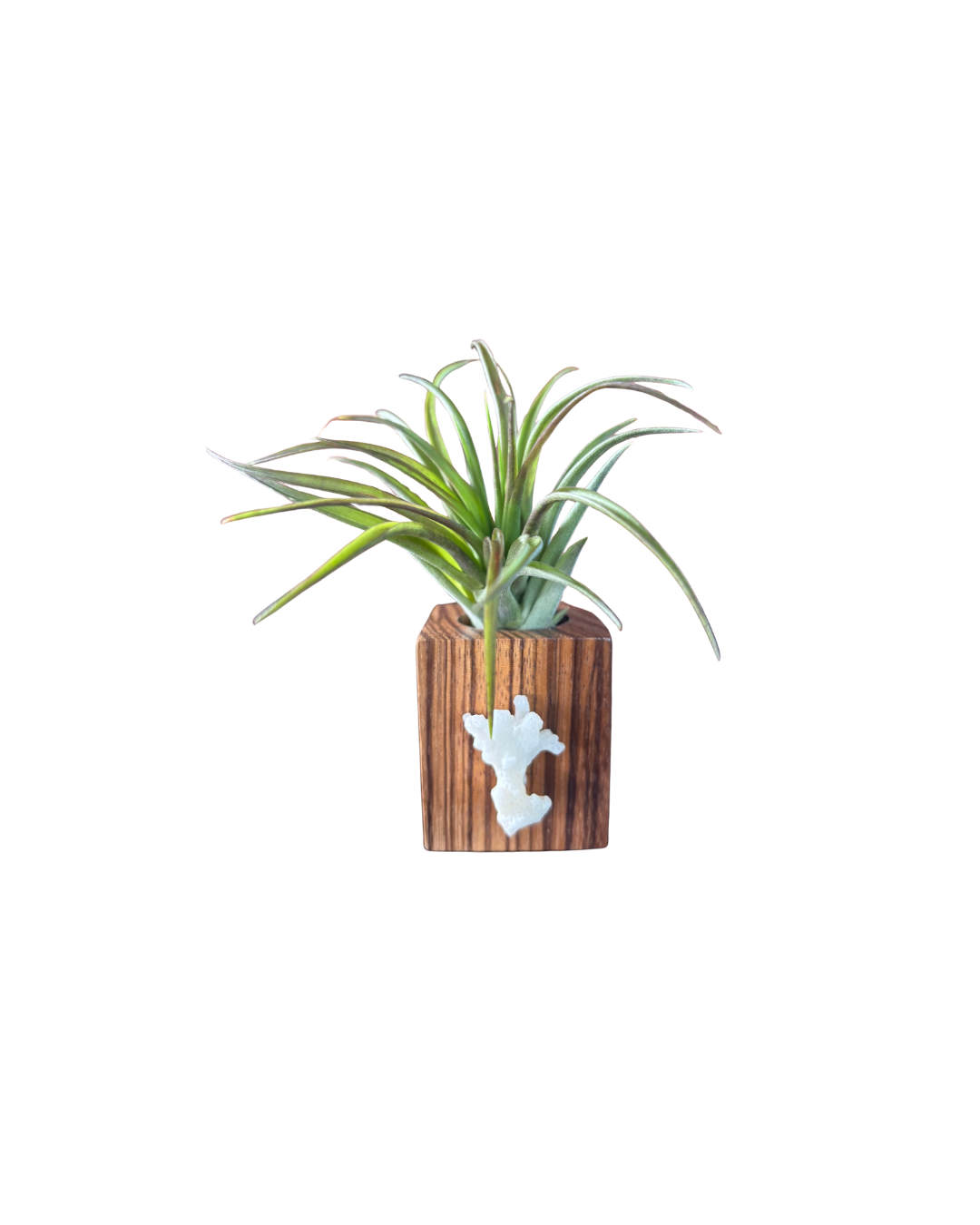 Zebra Wood + Shell Tilly Holder (Large)