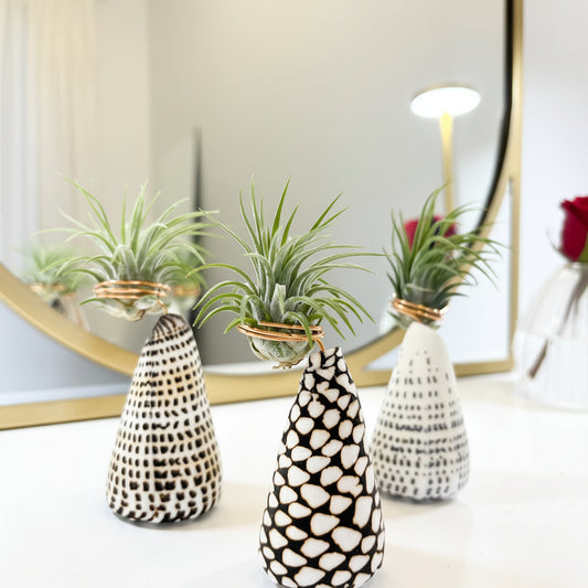 Cone Shell Holder - Small