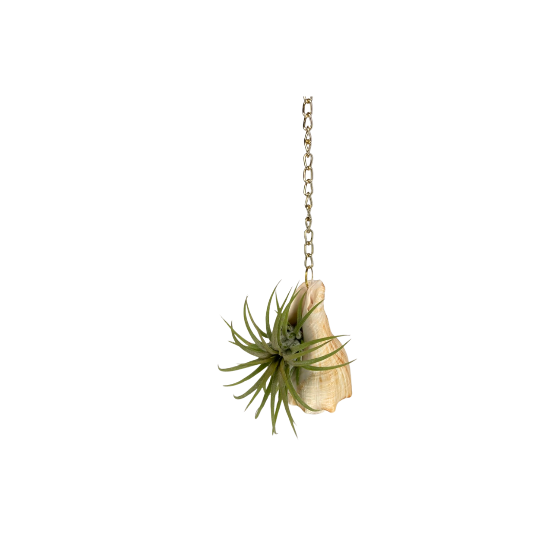 Gold Chain + Shell Ornament