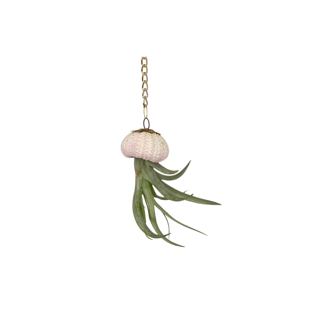 Gold Chain + Shell Ornament