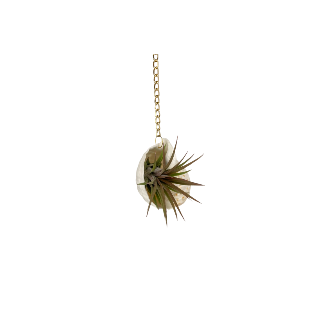 Gold Chain + Shell Ornament