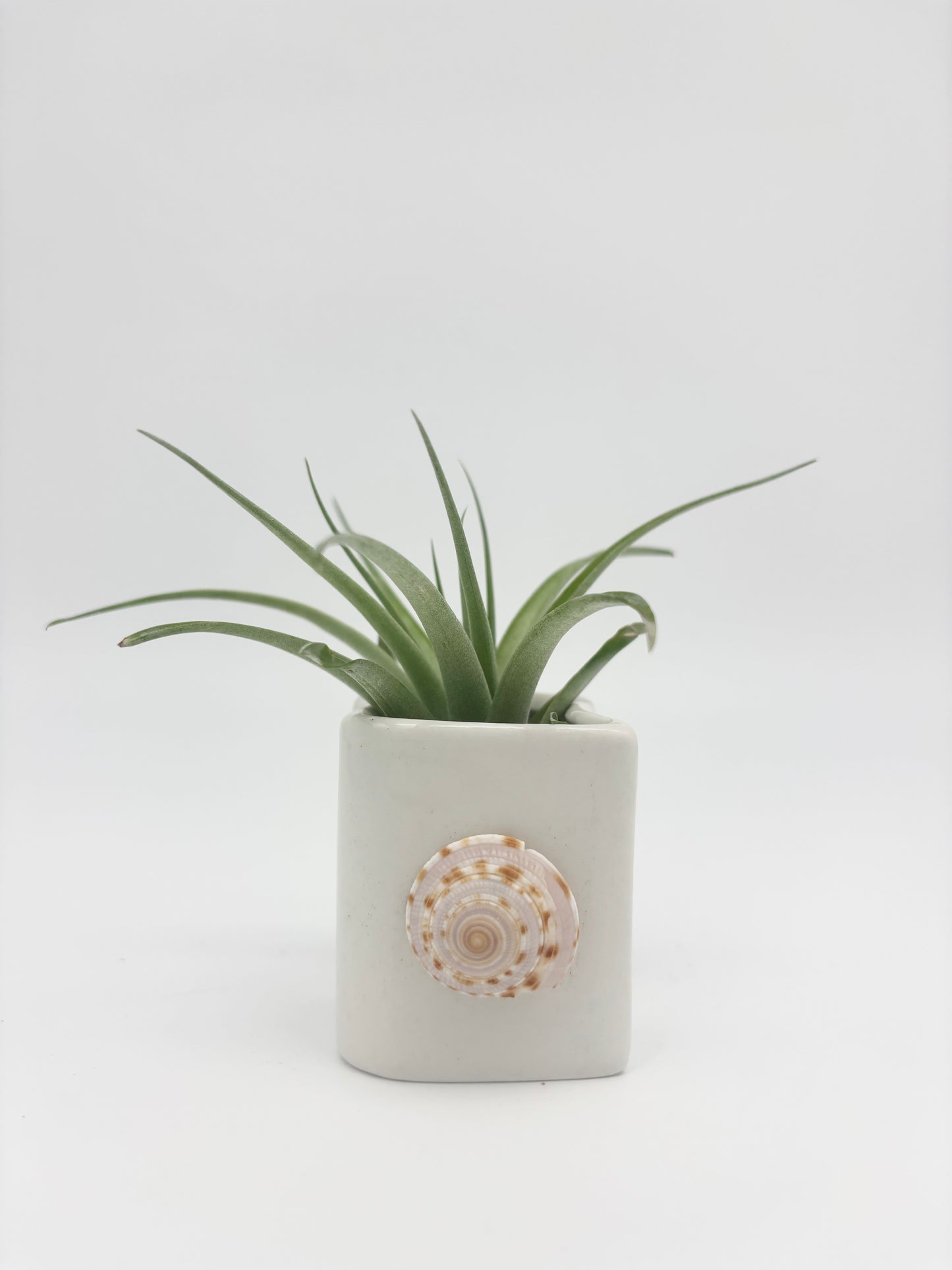 Ceramic + Shell Holder
