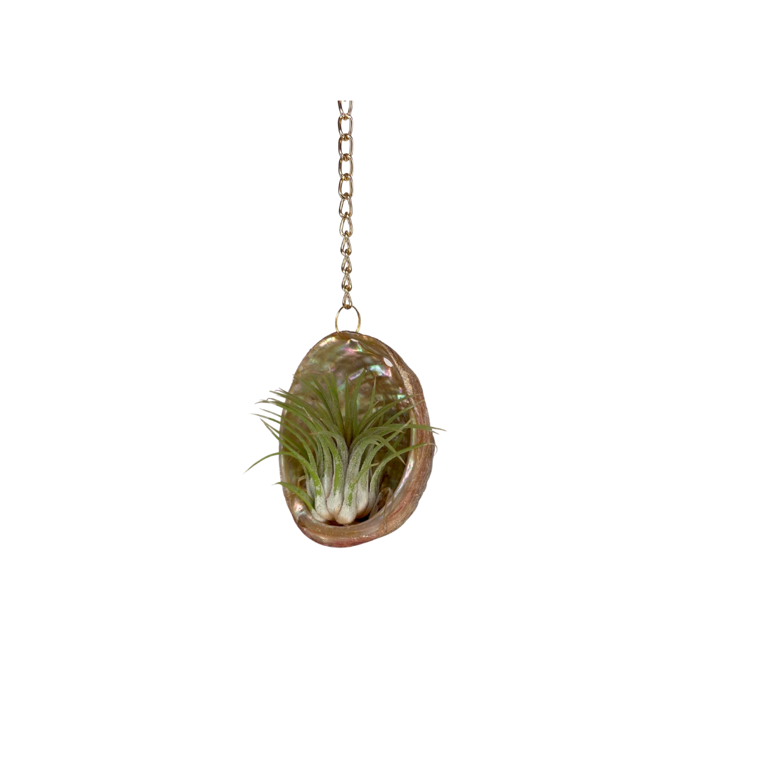 Gold Chain + Shell Ornament