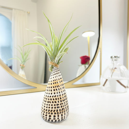 Cone Shell Holder - Medium