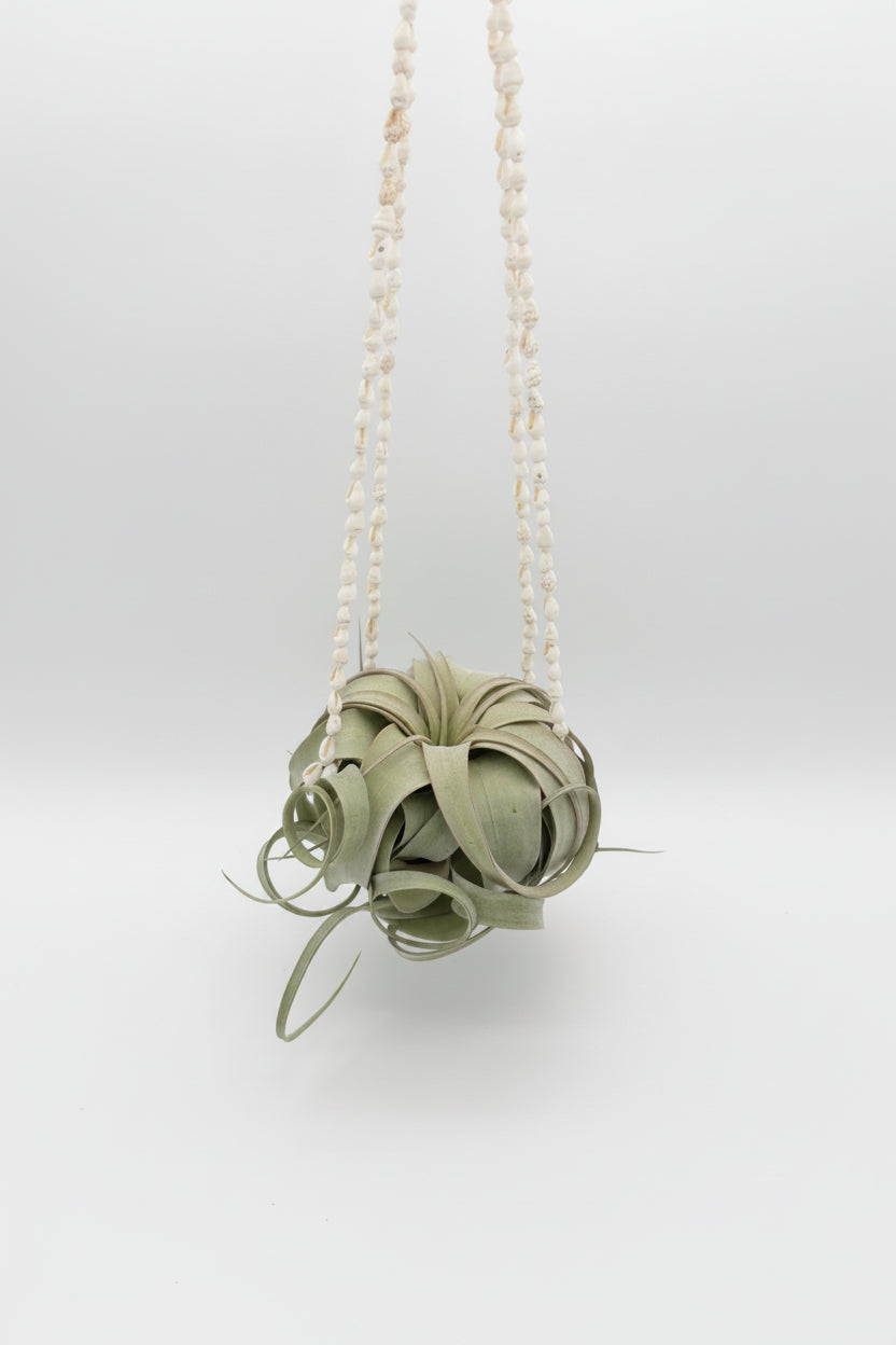 Tillandsia Xerographica - Small