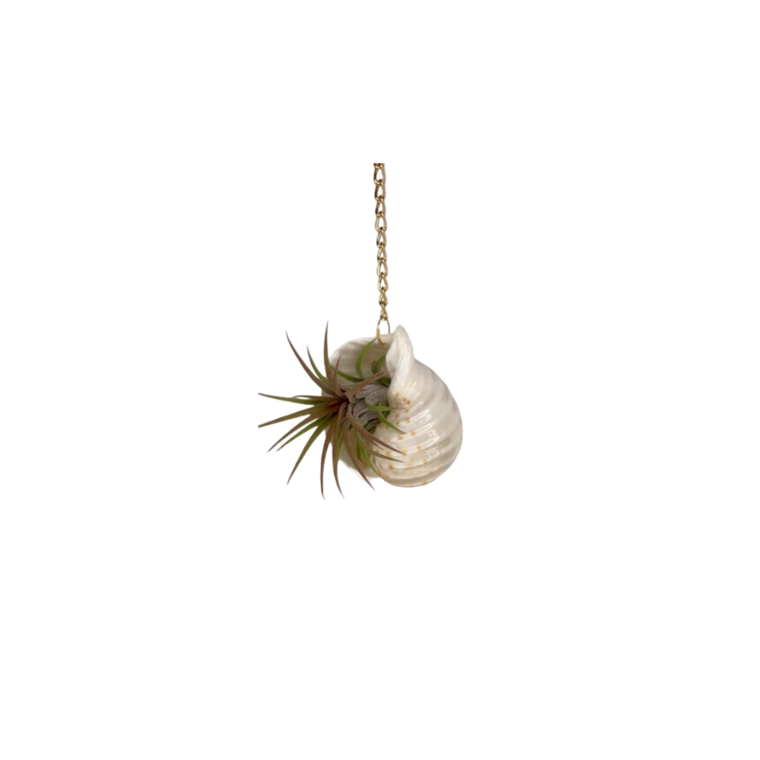 Gold Chain + Shell Ornament