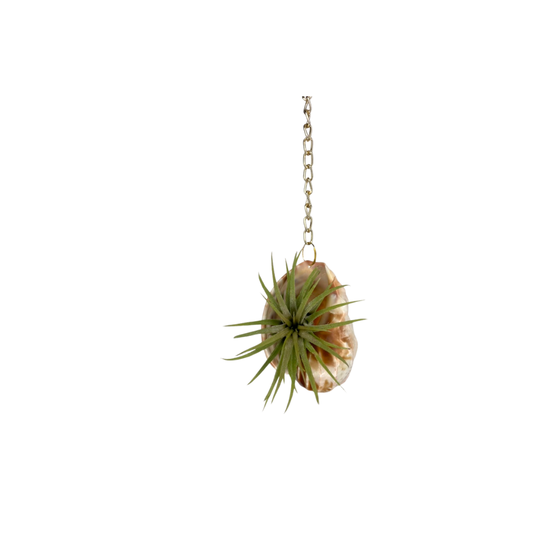 Gold Chain + Shell Ornament