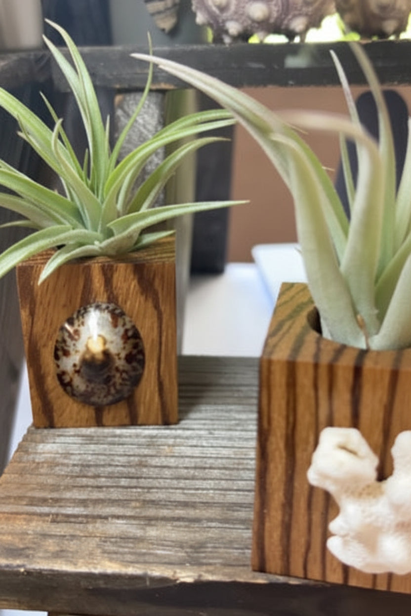 Zebra Wood + Shell Tilly Holder (Large)