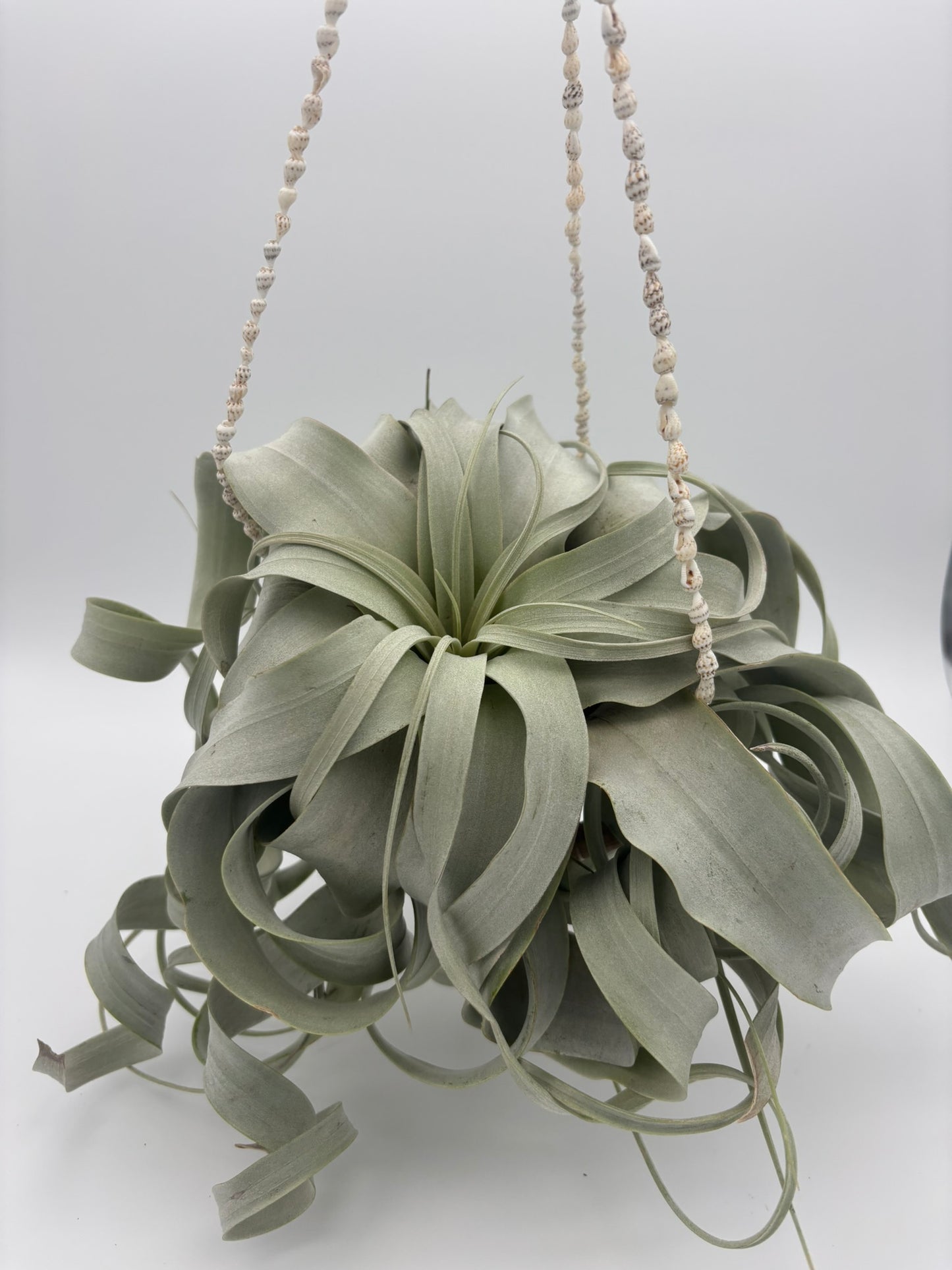 Xerographica w/ Shell Hanger