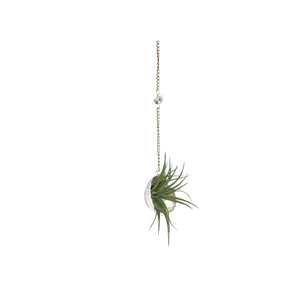 Suncatcher: Shell + Crystal ~ 18"-20"