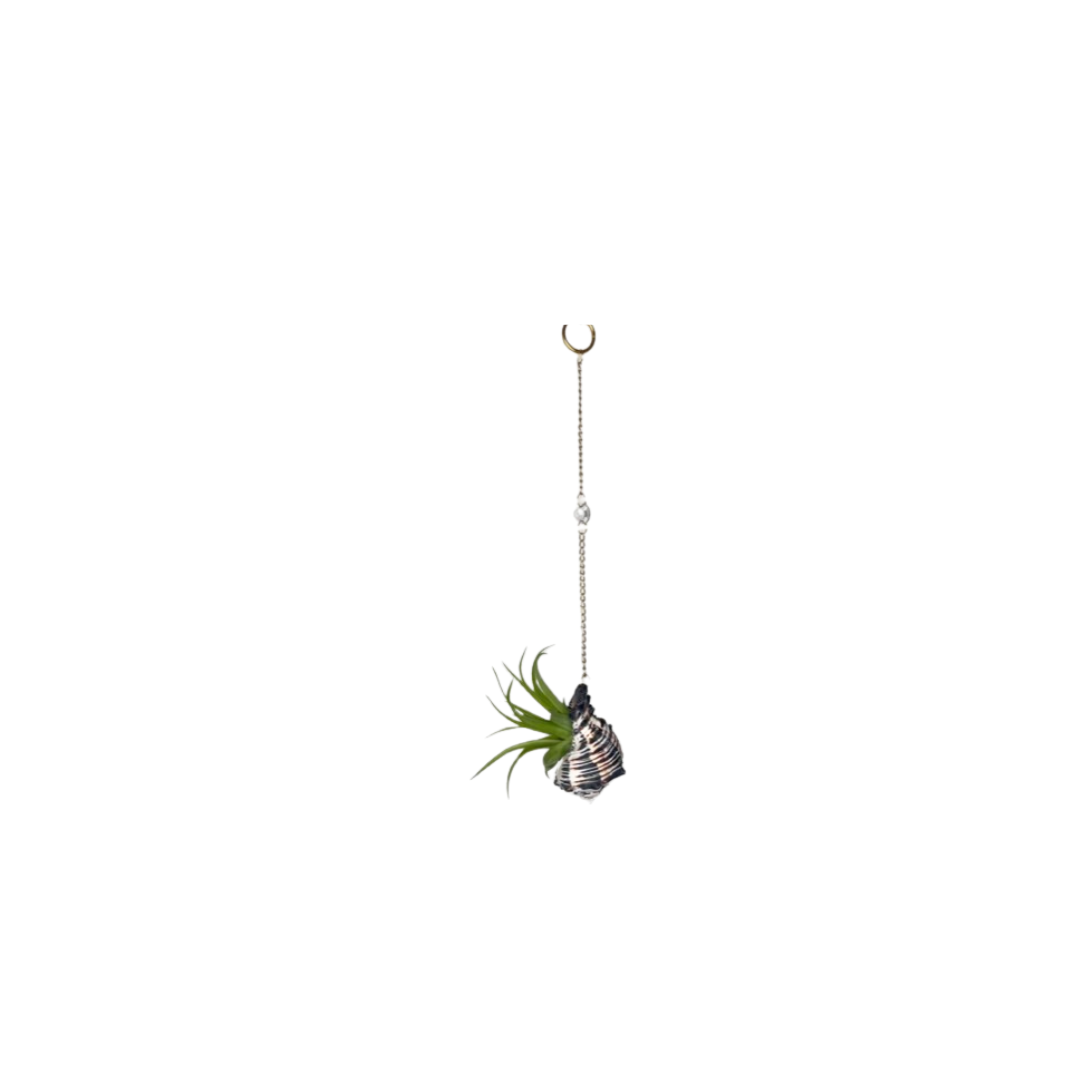 Suncatcher: Shell + Crystal ~ 18"-20"