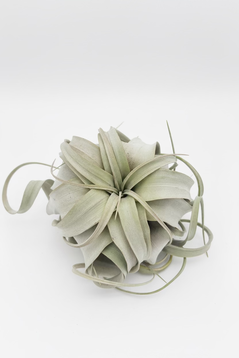 Tillandsia Xerographica - Medium
