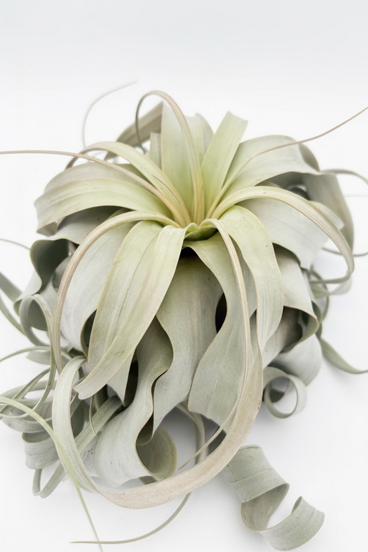 Tillandsia Xerographica - Large