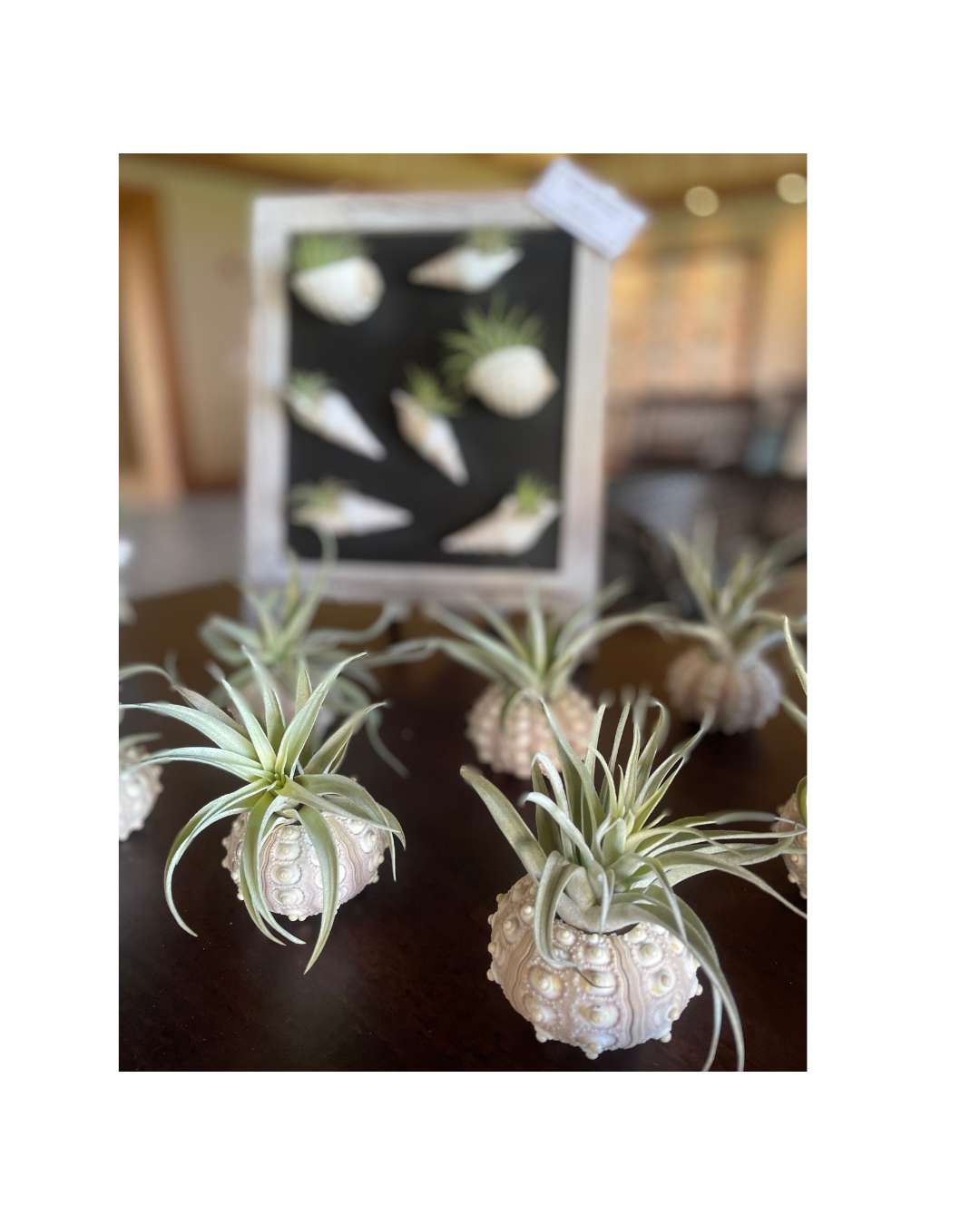 Sea Urchin Holder