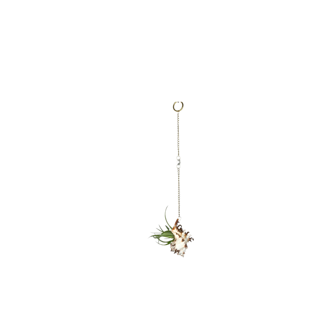 Suncatcher: Shell + Crystal ~ 18"-20"