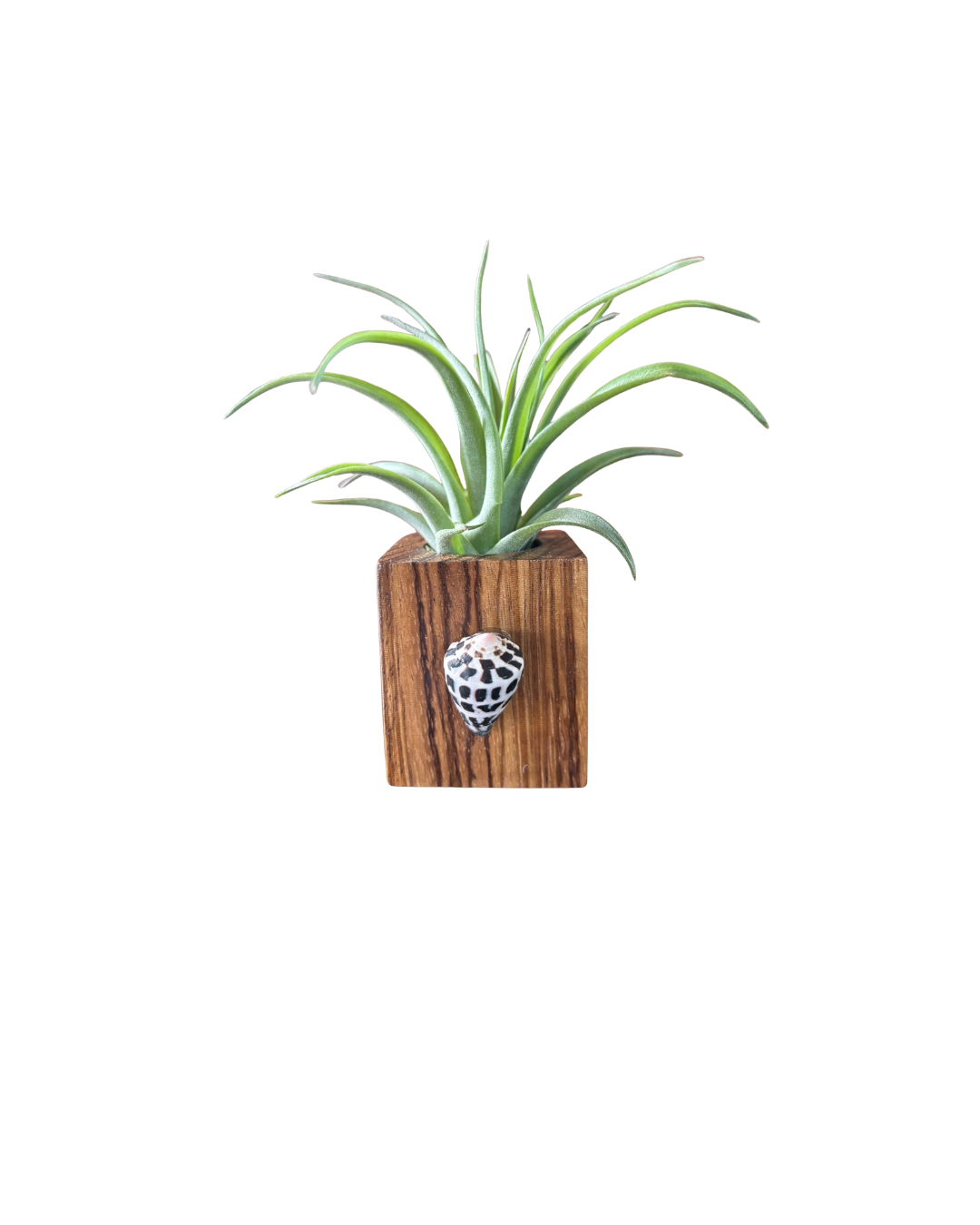 Zebra Wood + Shell Tilly Holder (Large)